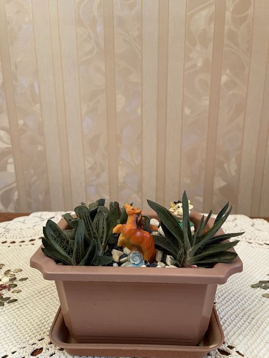 Комнатные цветы-композиции из суккулентов