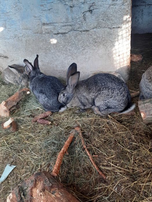 Vand iepuri de casa!!