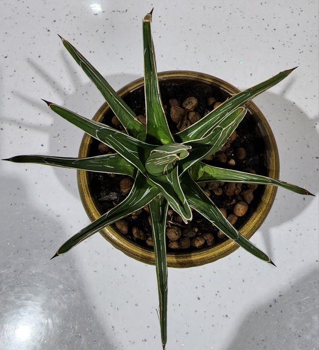 Агава Регина Королева Виктория. Цена 2000.