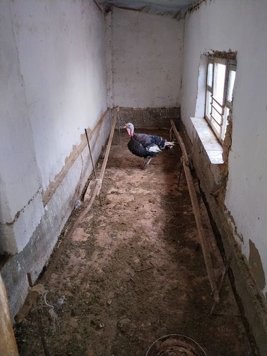 Үндік қоразы сатылады