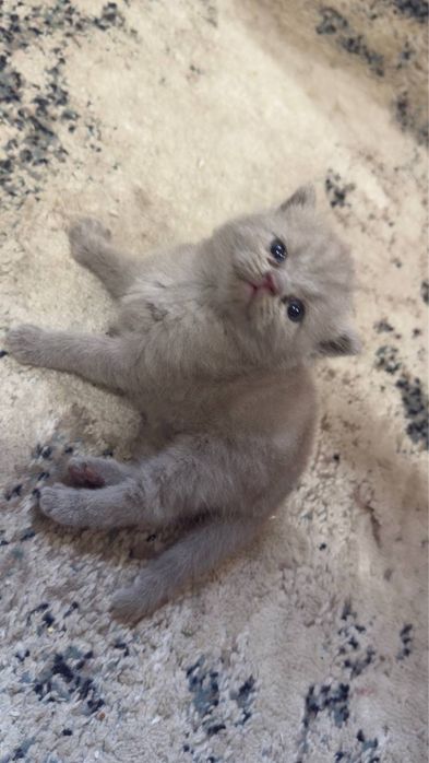 Кошки лиловые 1,5 месяца.