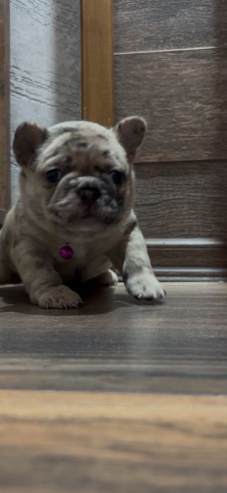 Френски булдог , марле .