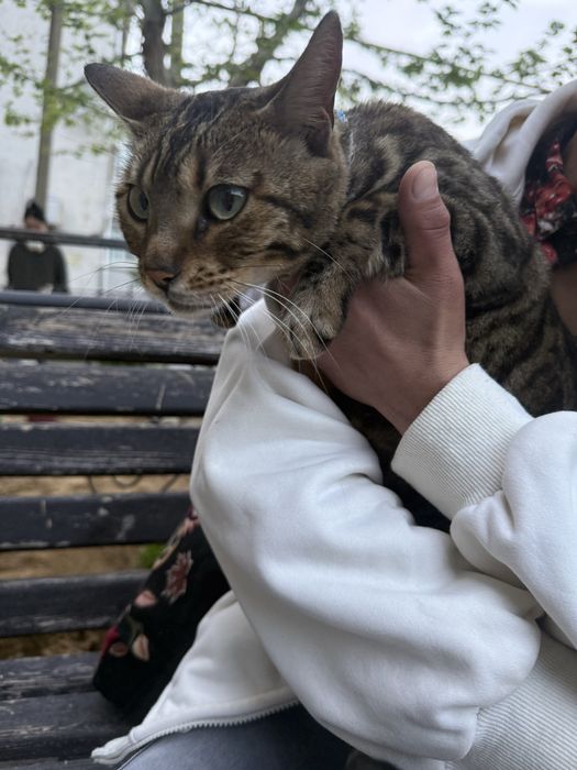 Кошка, ищу хозяина