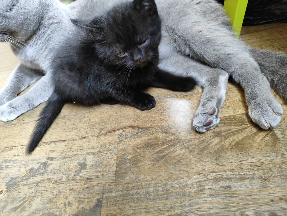 Котенца - късокосмести Британски