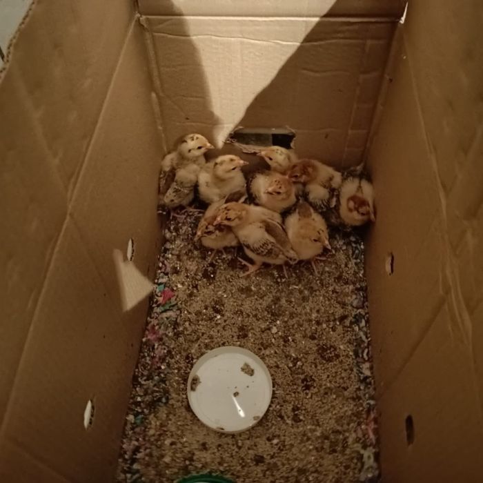 Адлер, кучин балапандары