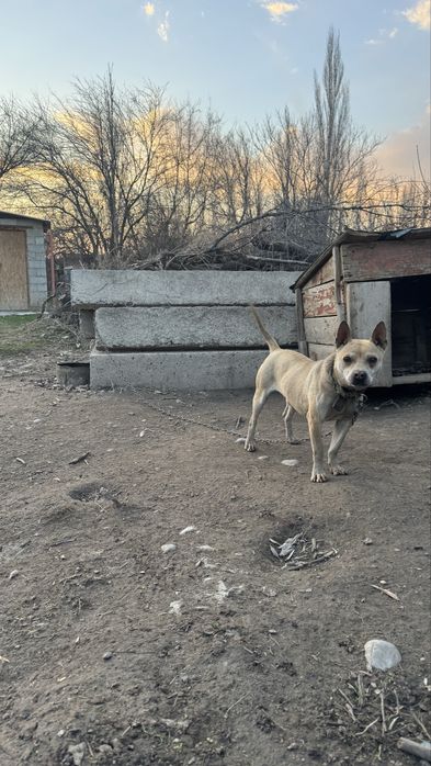 Питбуль тектес.