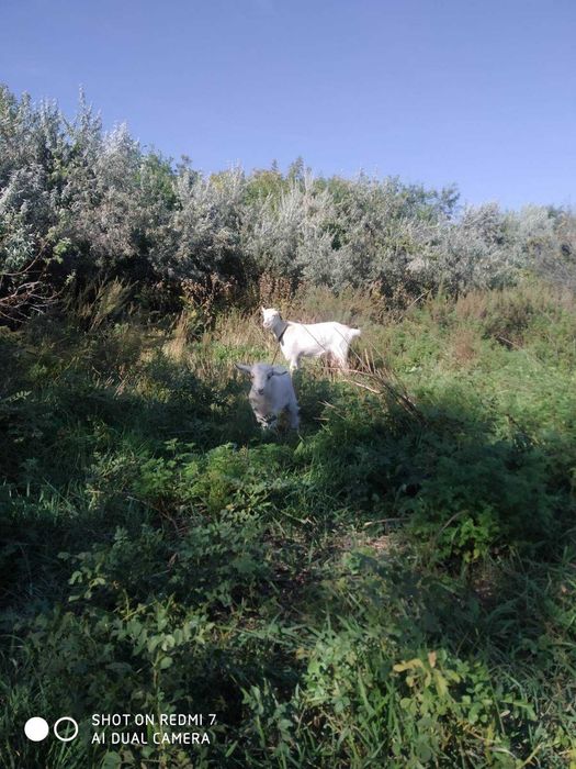 Продам козлика на племя!