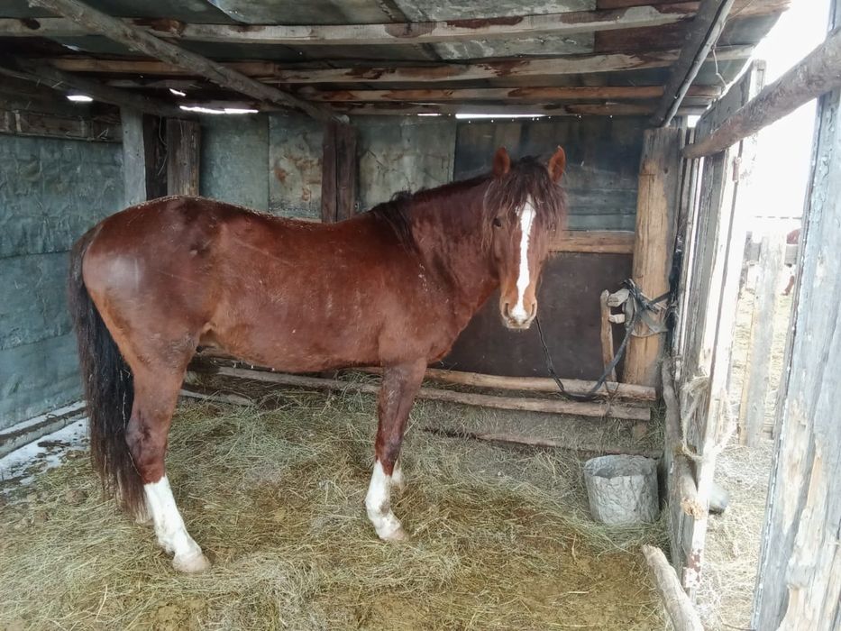 Айғыр сатылады..