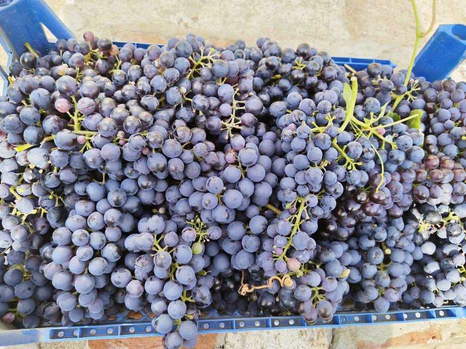 Продается отличный дом в Дружбе