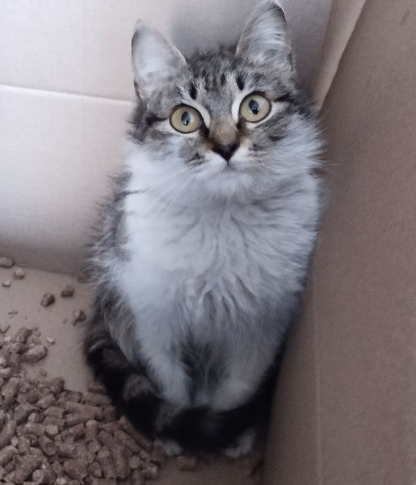 Котёнок девочка в добрые руки