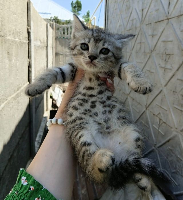 Котята в добрые руки.