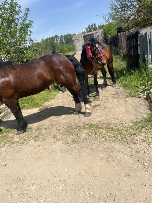 Armasar de vanzare 4 ani
