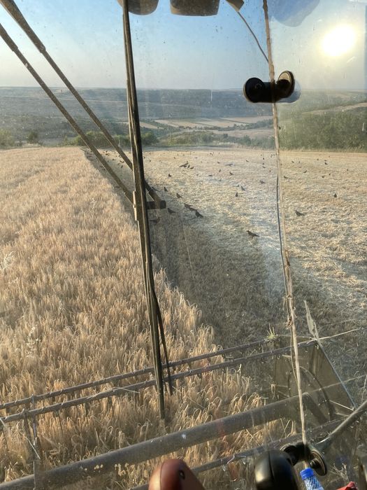 Vând orzoaică…..