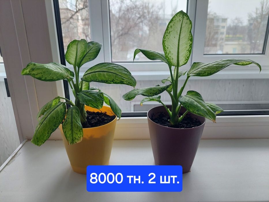 Продам аомнатные цветы