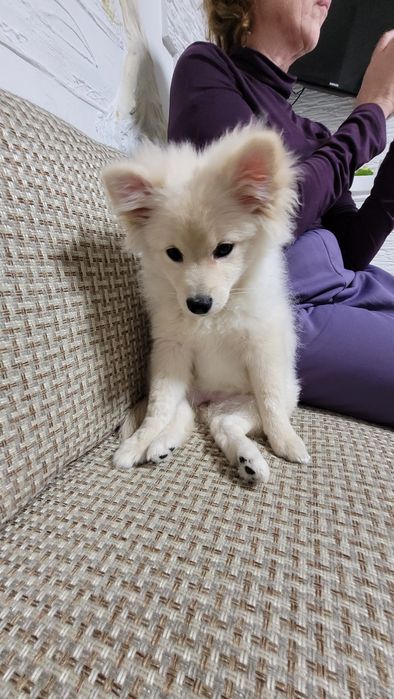 Щенок, немецкий шпиу