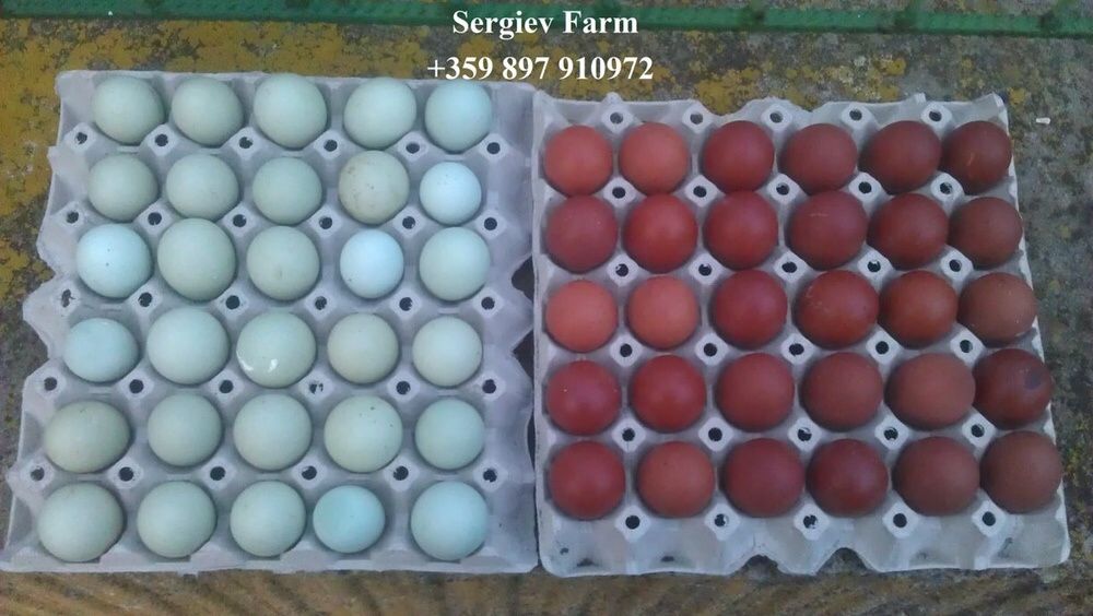 Sergiev Farm- Продава пилета и яйца от различни видове Кокошки