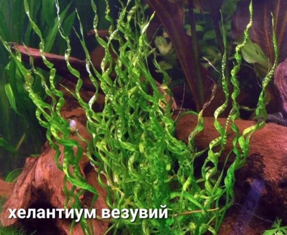 Аквариумные растения