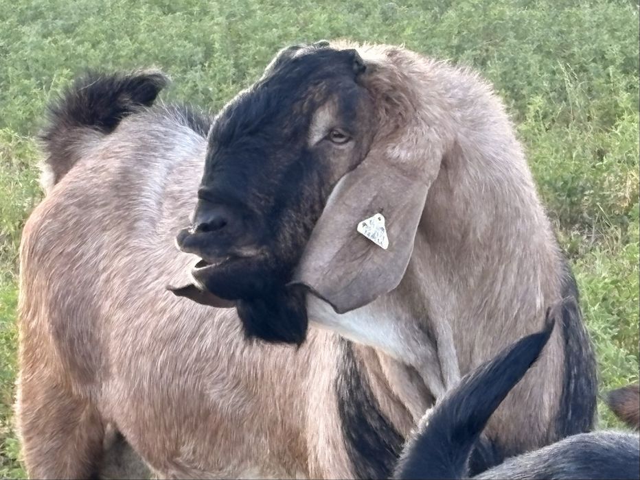 Anglo nubiene cu Pedigree si genetica TOP