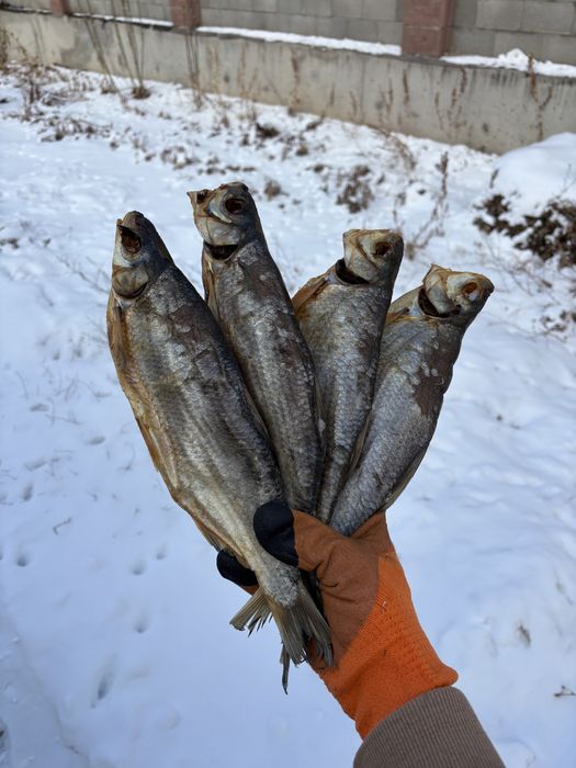 Продается отборный сушенный крупный рыбец!