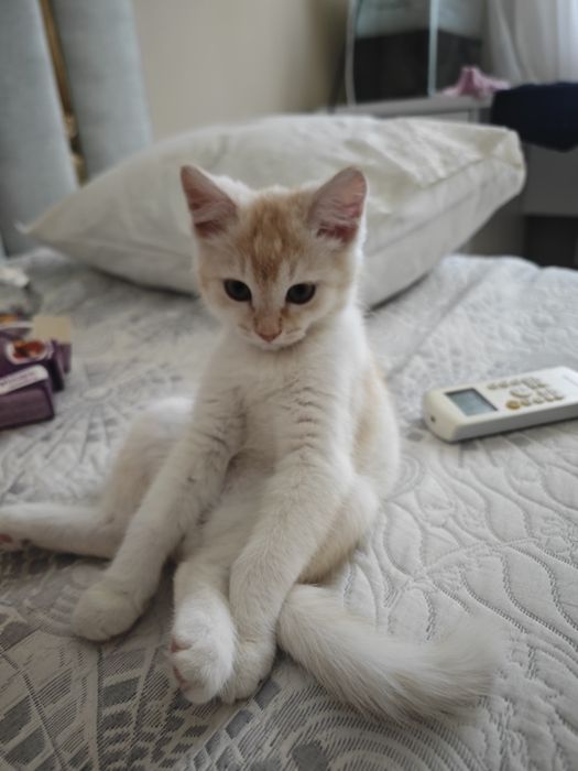 Кот, 5-6 месяцев