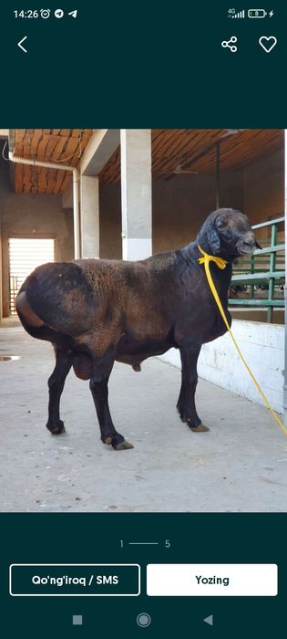 Qoylar sotiladi aqiqaga