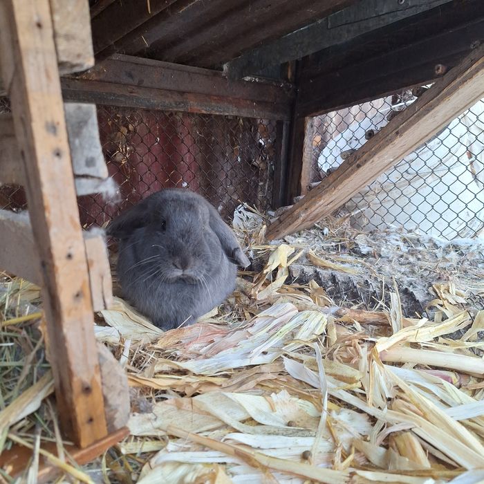 Продаю кролика декоративного