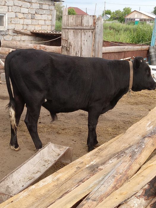 Продажа животных