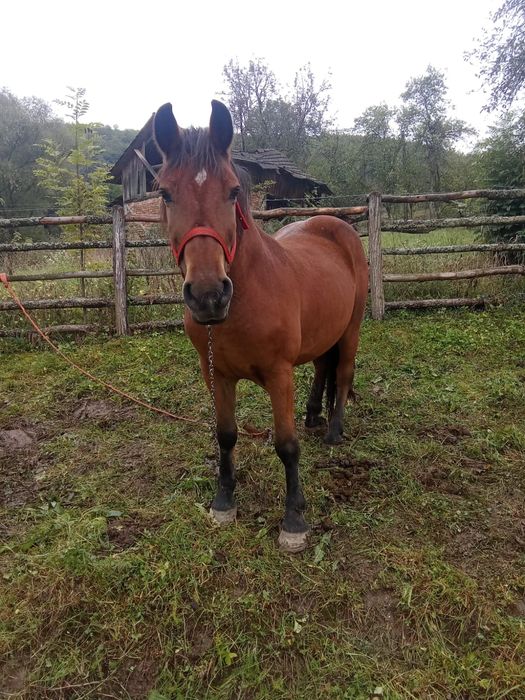 Cal castrat de 9 ani