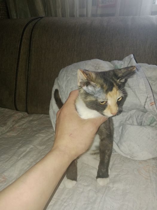 Отдам даром котенка девочка