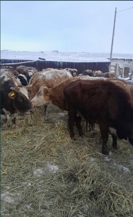 Ipi қара малдар 7 бас сатылады.