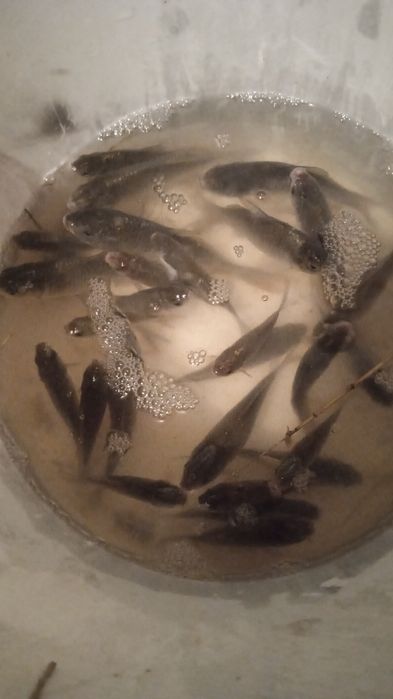 Продам Живец-Мальки-Малёк