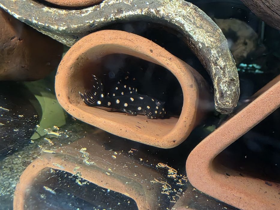 L201 Hypancistrus