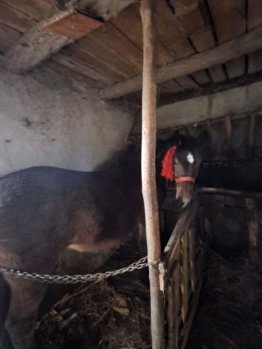 De vânzare mânza 1,5 de  ani