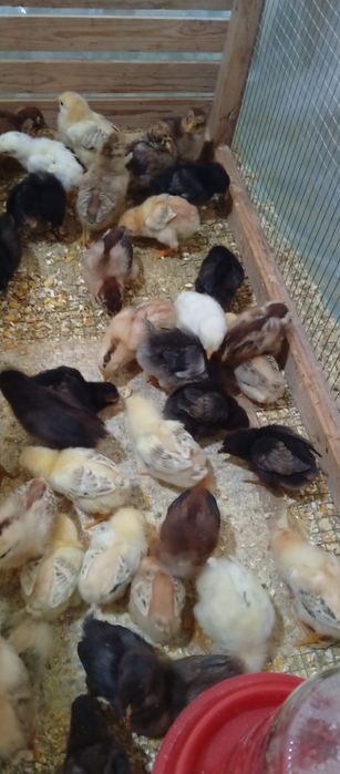 Хонаки товук жужалари сотувда