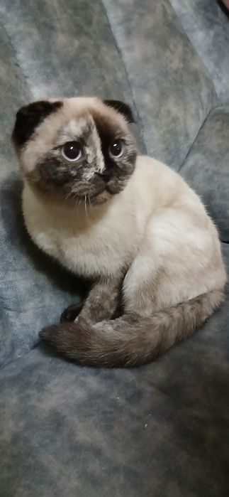 Мушук скотиш фолд