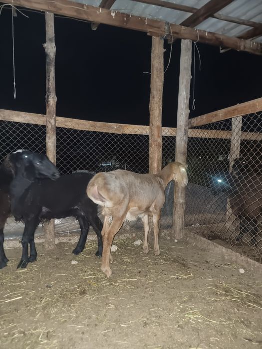 Арашан тоқты бар 3 бас біреуі 150 мың