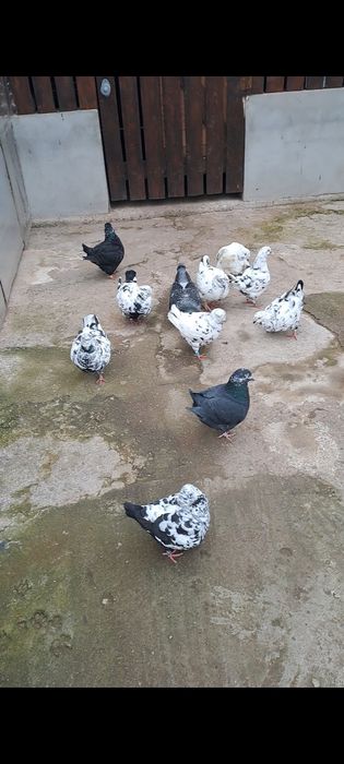 Porumbei Kingi de vânzare