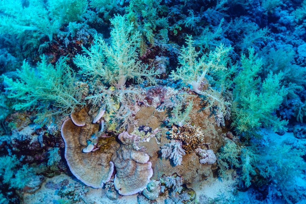 Светкавици за подводна фотография