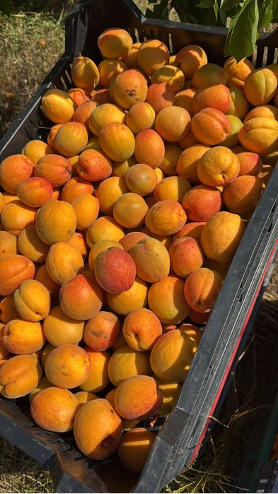 De vanzare caise Romanesti direct de la producator