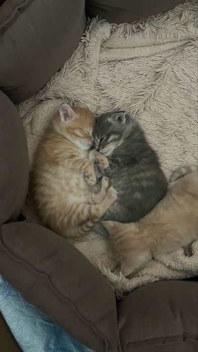 Продам шотладских котят