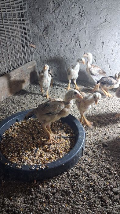 Dakan joʻjala sotiladi