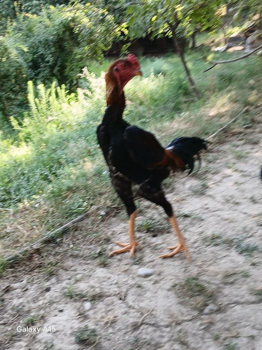 Xoʻrozlar shamo dekabrniki