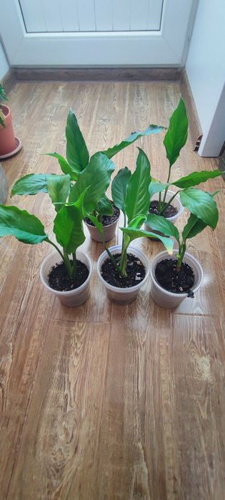 Спатифиллум-женское счастье