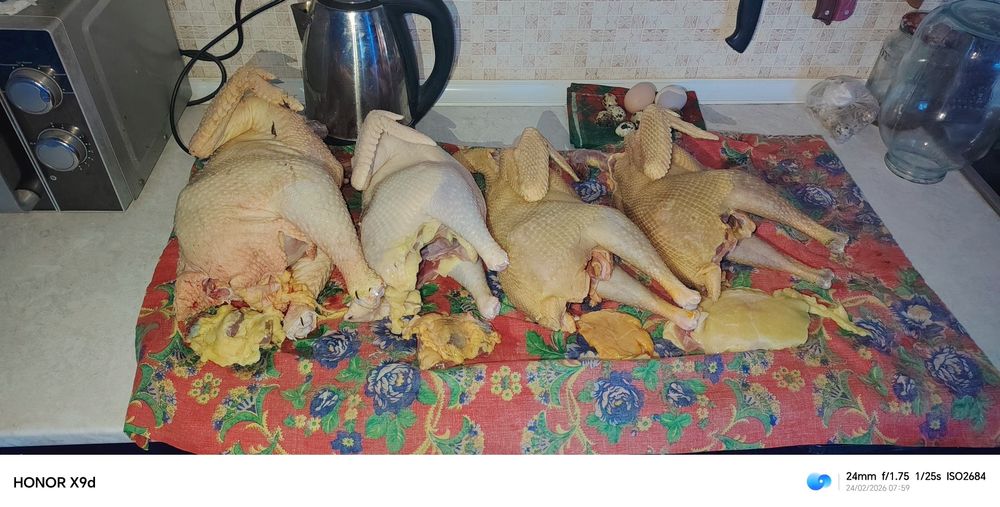 Хонаки товук хурозлар