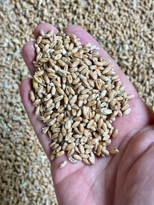 Пшеница.Платный чат! Все корма.