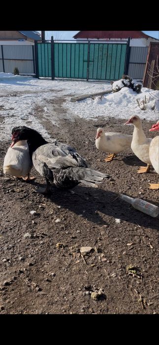 Продаются индоутки