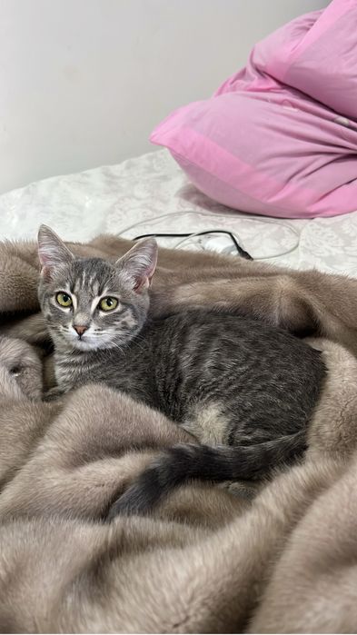 Мысық 7айлық қыз .