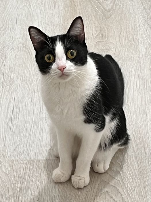 Кошка в добрые руки