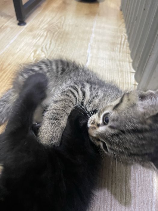 Домашние животные