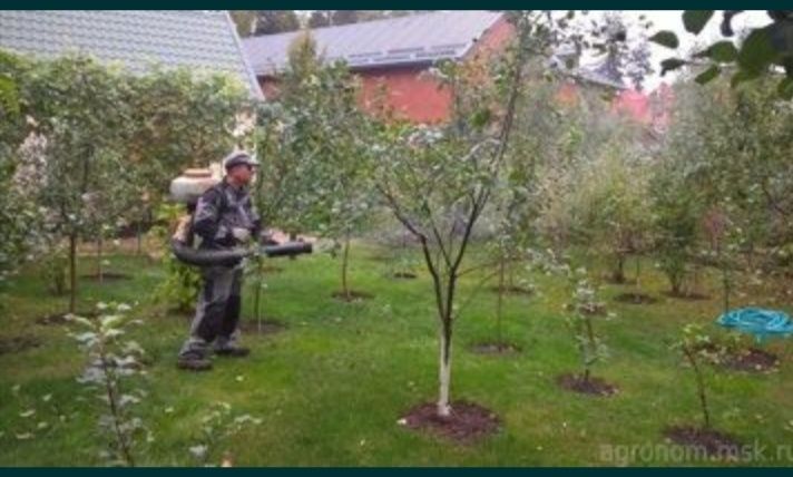 Садовник Богбон. Дезинфекция против тли оброботка ширага карши дорилаш